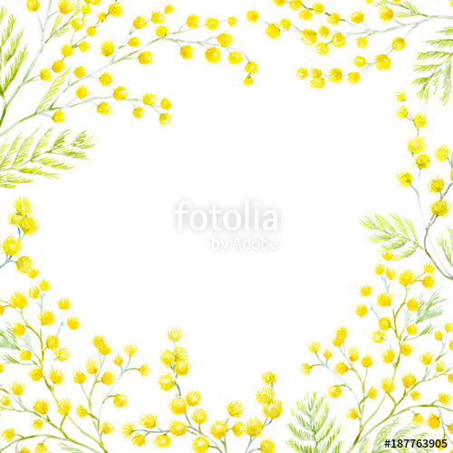 500x500 Watercolor Mimosa Frame Stock Image And Royalty Free Vector
