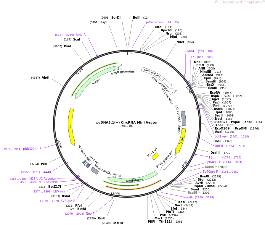 895x761 Addgene Circrna Mini Vector