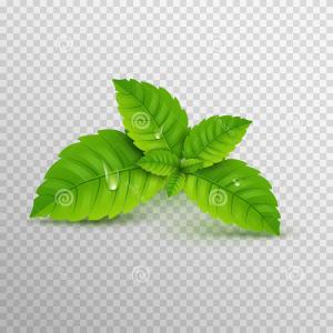300x300 Fresh Mint Leaf Vector Menthol Healthy Aroma Herbal Nature Plant