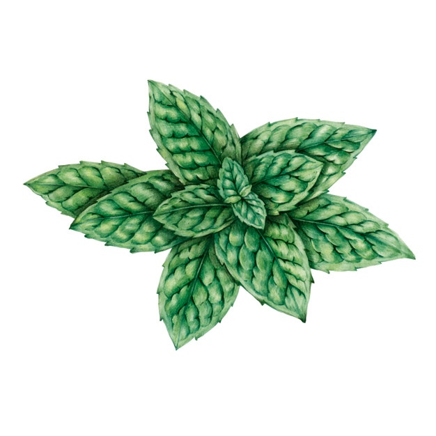 626x626 Mint Green Vectors, Photos And Free Download