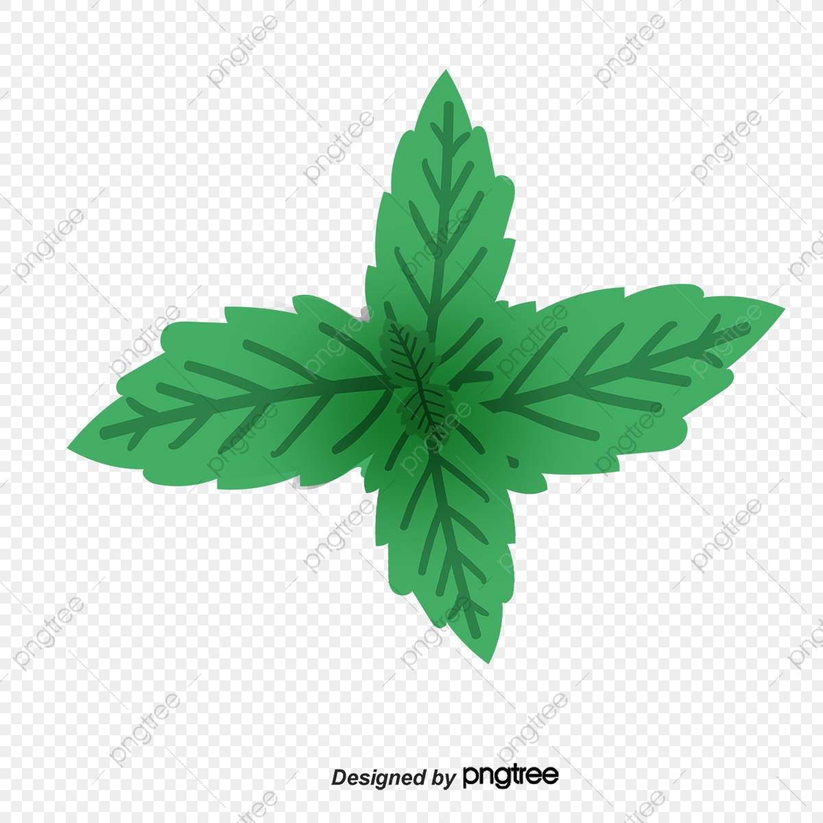 1200x1200 Vector Green Mint Leaves, Green Vector, Mint Leaf, Green Png