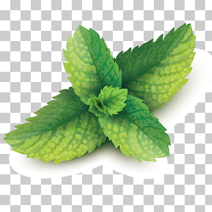 Mint Leaf Vector