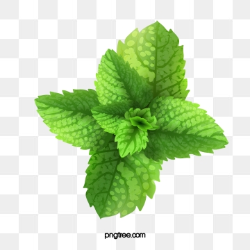 360x360 Mint Leaf Png, Vector, And Clipart With Transparent