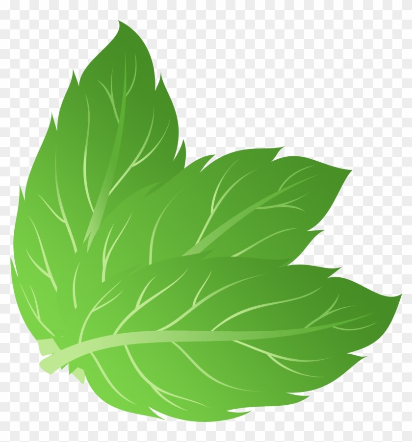 840x902 Mint Leaf Vector Drawing