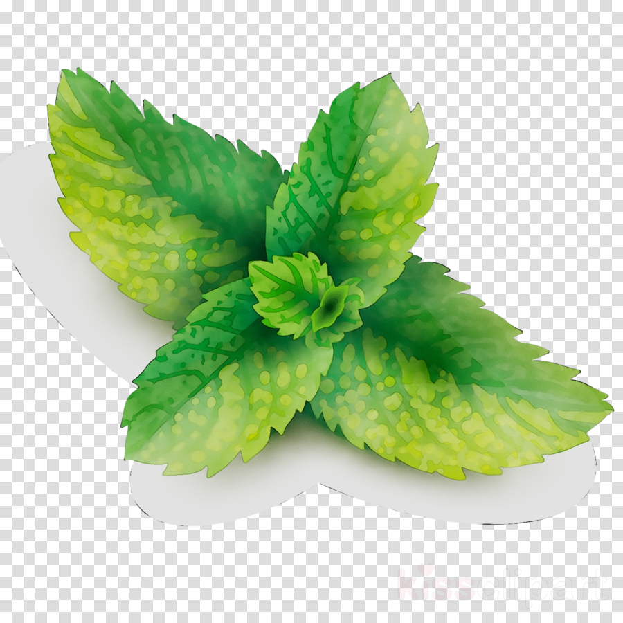 900x900 Download Mint Leaf Vector Clipart Peppermint Spearmint