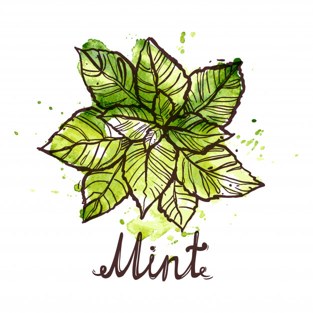 626x626 Sketch Mint Leaf Vector Free Download