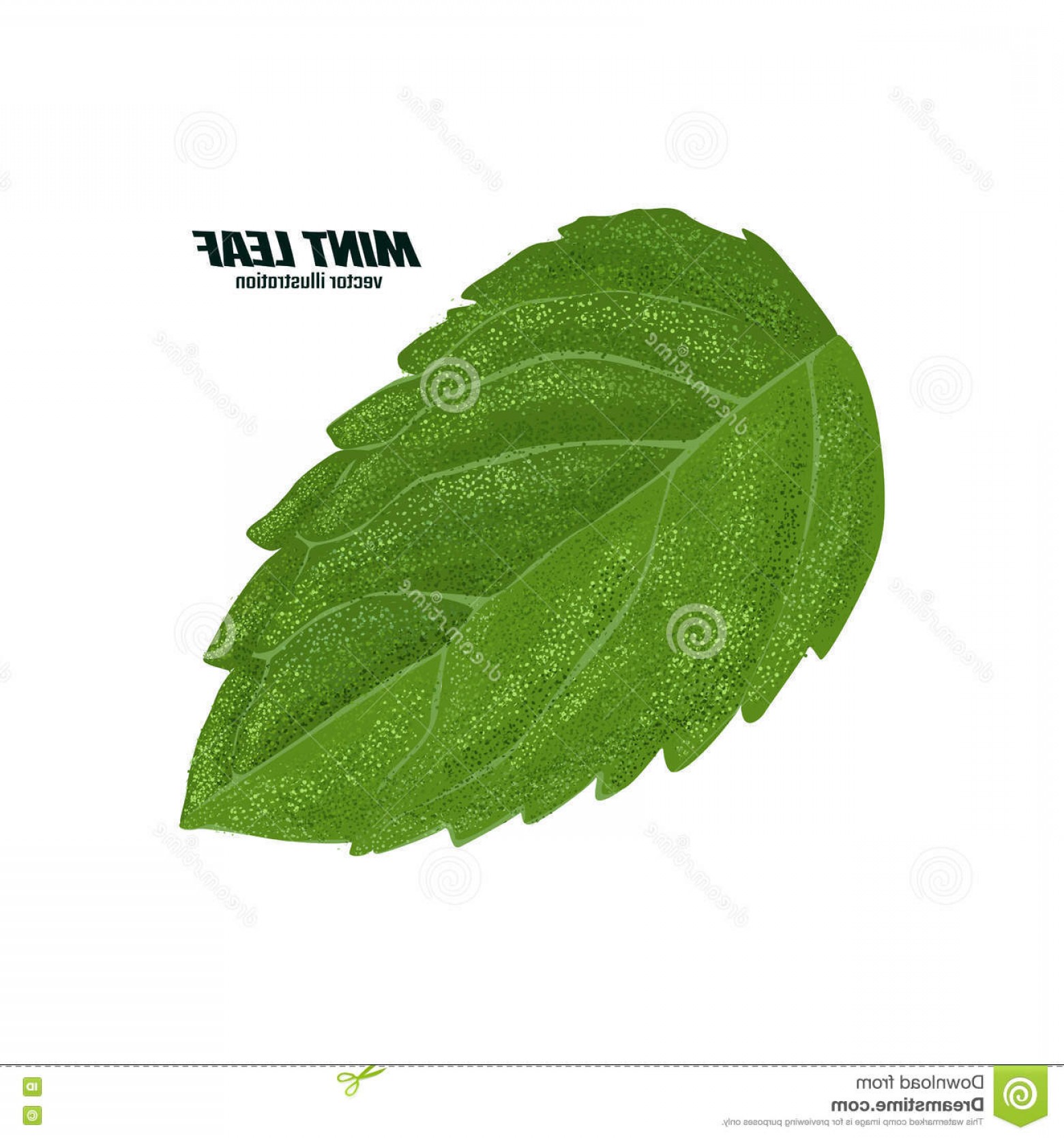 1560x1668 Stock Illustration Mint Leaf Vector Illustration Isolated White