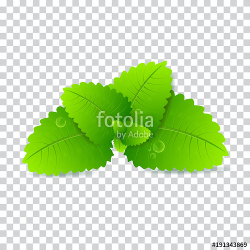 500x500 Fresh Mint Leaf Vector Menthol Healthy Aroma Herbal Nature Plant