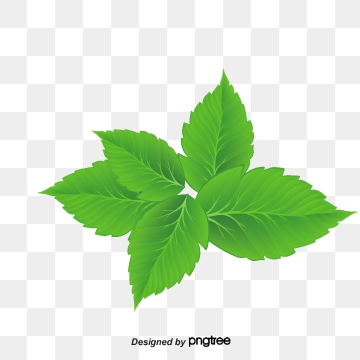 360x360 Mint Vector, Free Download Mint Leaves, Mint Leaf, Lemon Mint