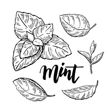 416x416 Mint Vector Drawing Isolated Mint Plant And Herbal Premium Clipart