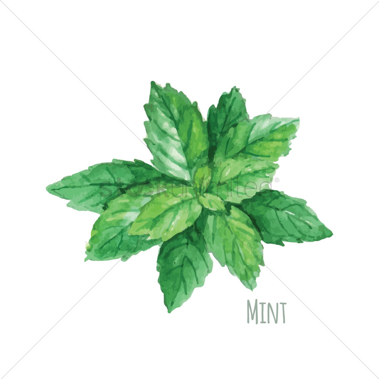 1300x1300 Mint Vector Image