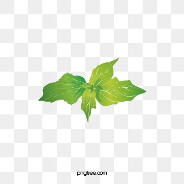 360x360 Mint Vector Png, Vector, And Clipart With Transparent