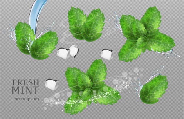 626x404 Mint Vectors, Photos And Free Download