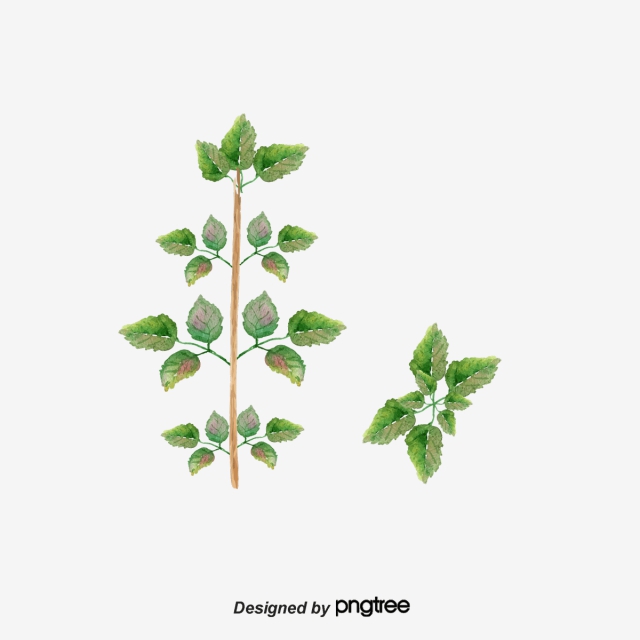 640x640 Drawing Mint, Watercolor, Decoration, Mint Png And Vector