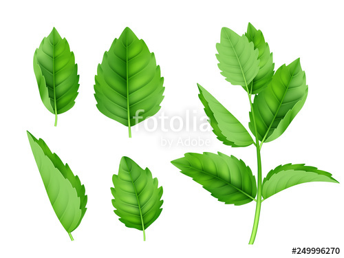 500x375 Mint Leaves Menthol Spearmint Fresh Smell Nature Product Vector