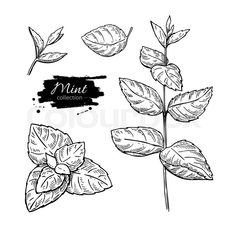 800x800 Mint Vector Drawing Set Isolated Mint Stock Vector Colourbox