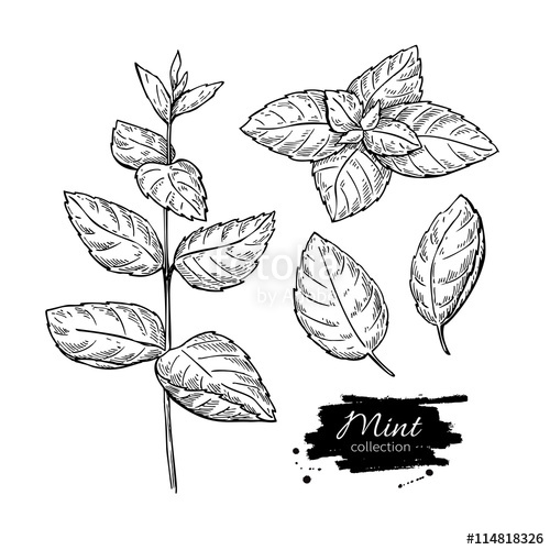 500x500 Mint Vector Drawing Set Isolated Mint Plant And Leaves Herbal