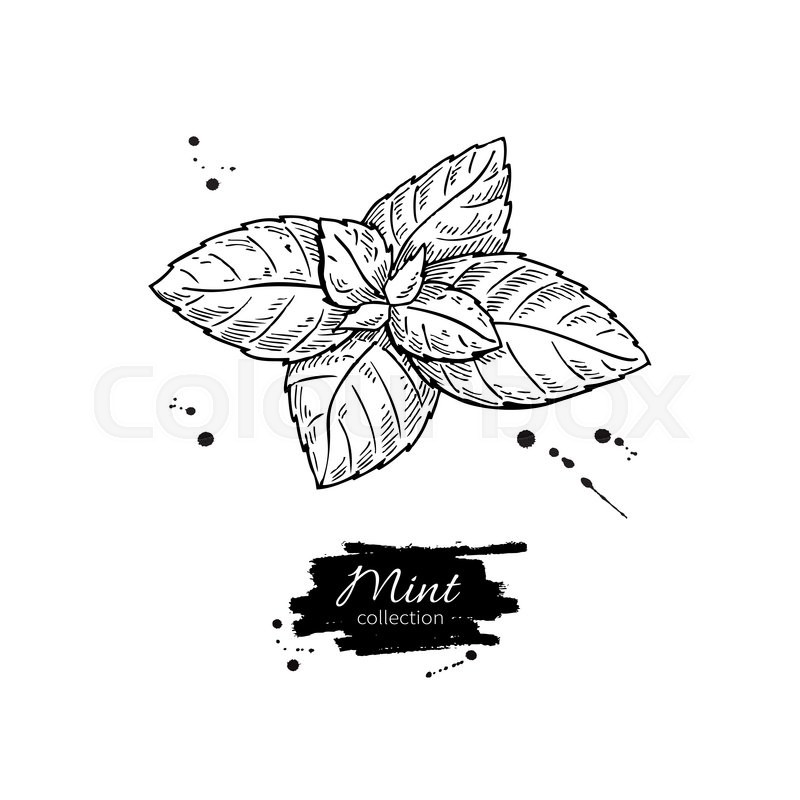 800x800 Mint Vector Drawing Isolated Mint Stock Vector Colourbox