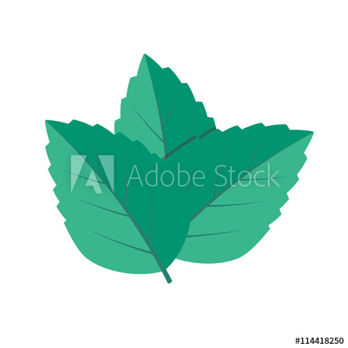 500x500 Mint Vector Illustration Mint Icon In Ftal Style