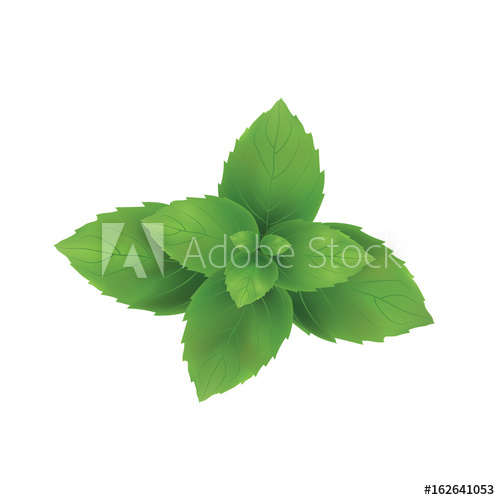 500x500 Mint Vector Illustration Mint Leaves Green