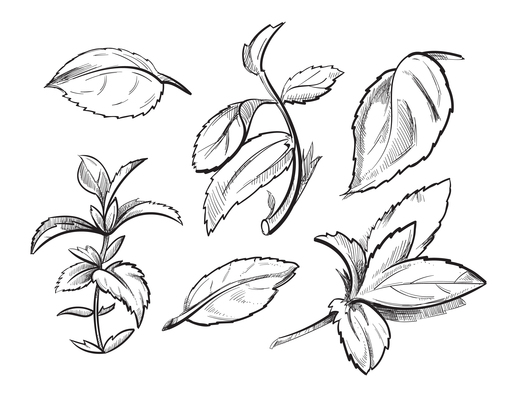 514x400 Page Mint On Curated Vector Illustrations, Stock Royalty Free