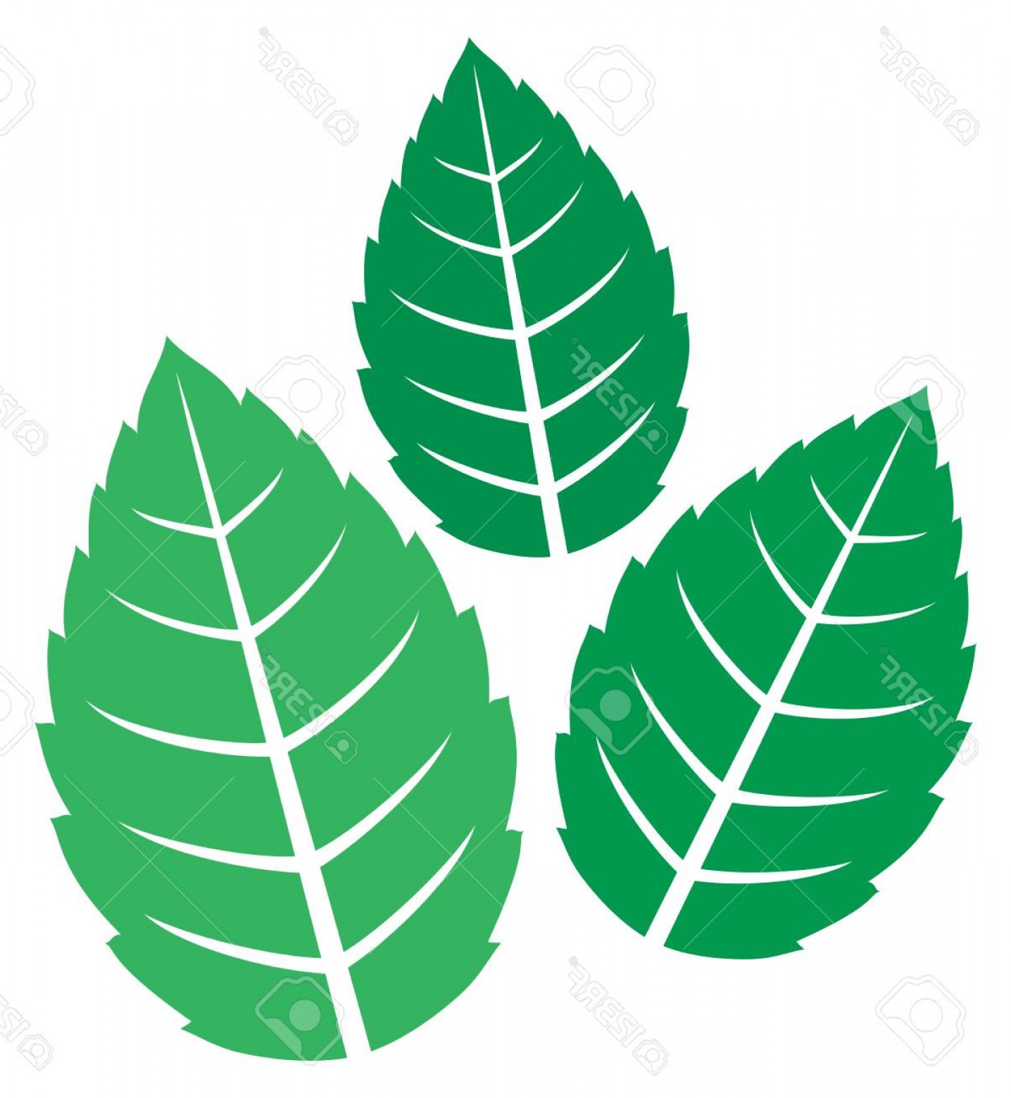 1436x1560 Photostock Vector Fresh Mint Leaves Vector Illustration Geekchicpro