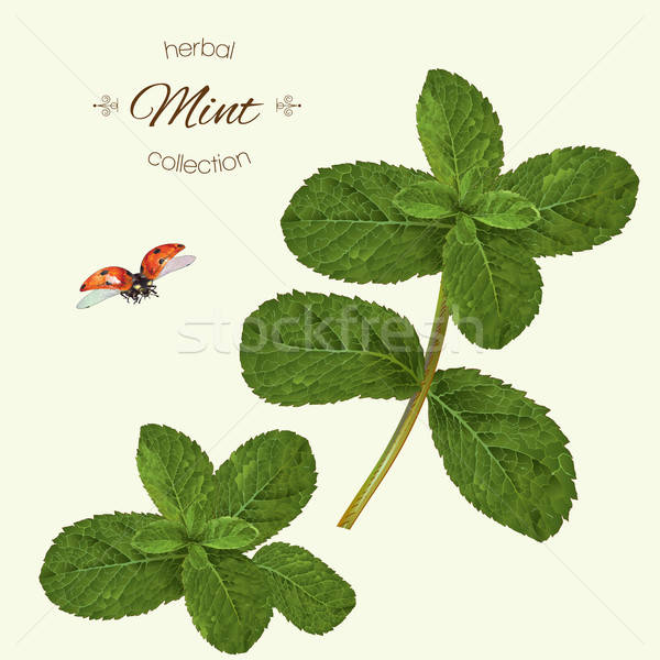 600x600 Realistic Illustration Of Mint Vector Illustration Anastasiia