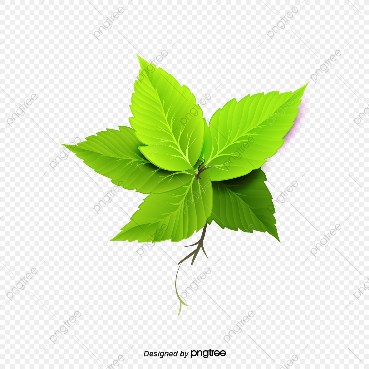 1200x1200 Vector Green Mint Leaves, Green Mint Leaves, Mint Leaf, Cartoon