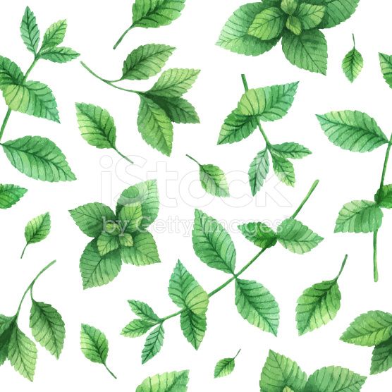 556x556 Watercolor Vector Seamless Pattern Hand Drawn Herb Mint
