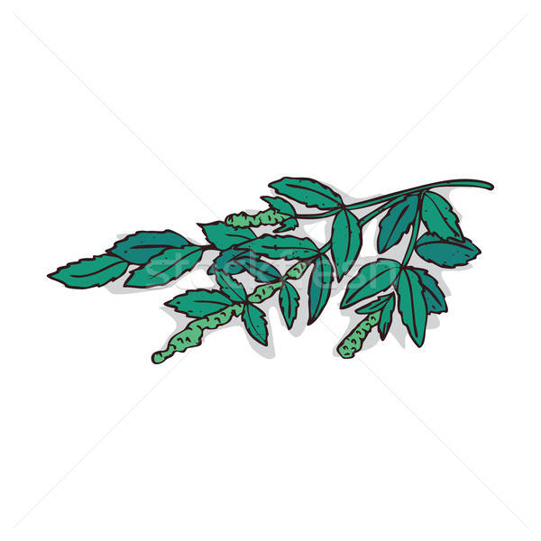 600x600 Isolated Clipart Mint Vector Illustration Alexanderandariadna