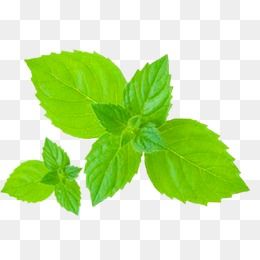 260x260 Mint Leaves, Green, Plant, Leaf Png Transparent Clipart Image