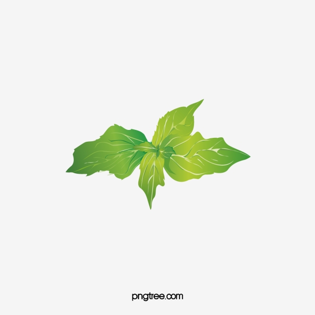 640x640 Mint Leaves Png, Vector, And Clipart With Transparent