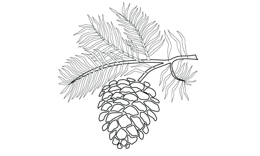 900x540 Free Pine Trees In Mississippi Vector Art