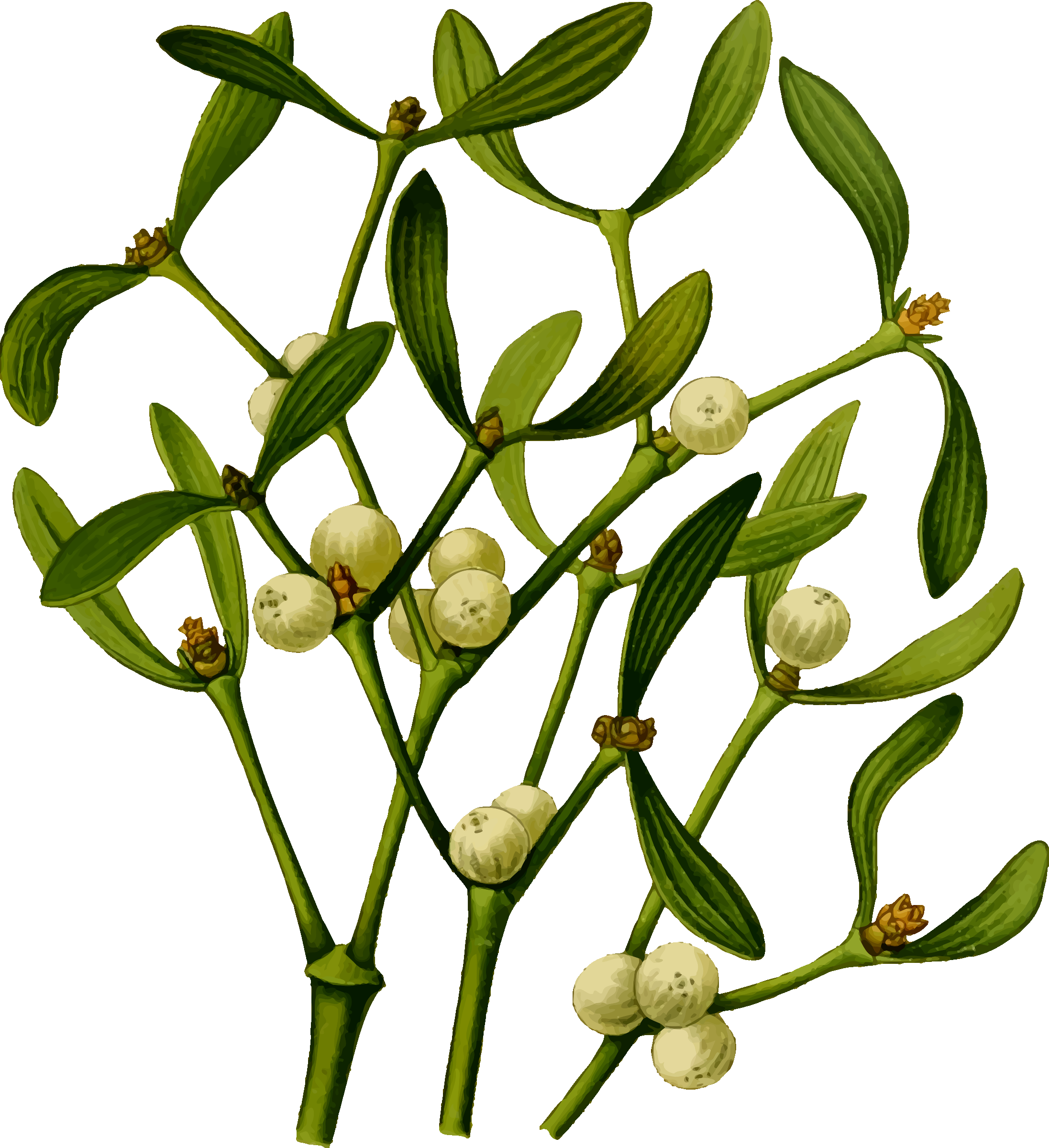 2193x2400 Mistletoe Plant Vector Image