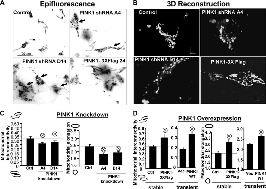 Knockdown Or Overexpression Of Alters Mitochondrial 850x605 Knockdown Or Overexpression Of Alters Mitochondrial