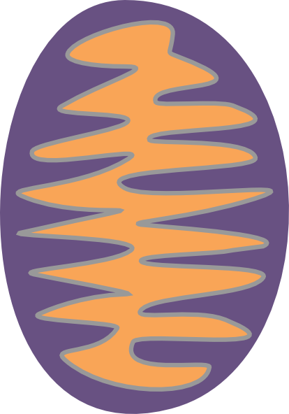 Mitochondria Clip Art 414x592 Mitochondria Clip Art