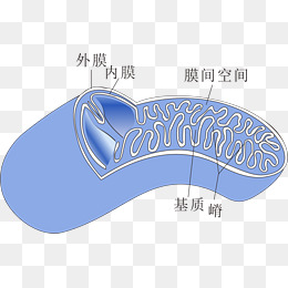Mitochondria Png, Vecteurs, Et Pour 260x260 Mitochondria Png, Vecteurs, Et Pour