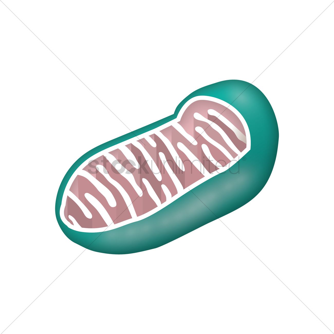 Mitochondria Vector Image 1300x1300 Mitochondria Vector Image