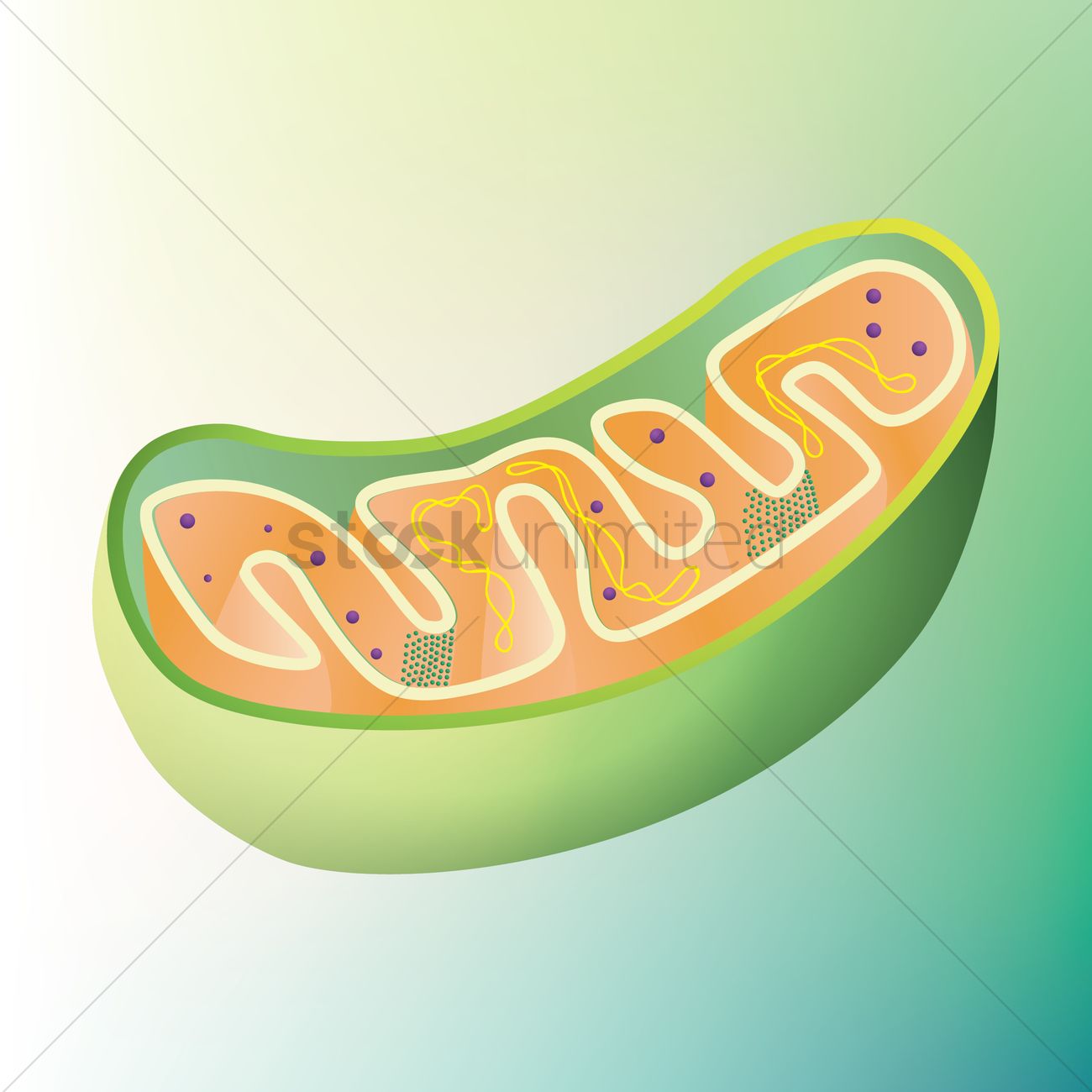 Mitochondria Vector at Vectorified.com | Collection of Mitochondria ...