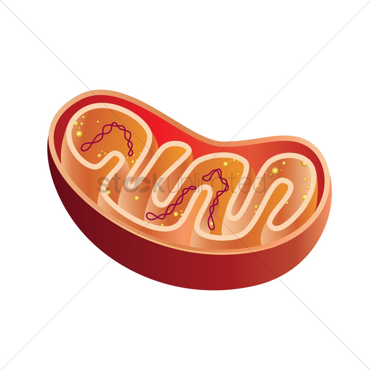 Mitochondria Vector Image 1300x1300 Mitochondria Vector Image