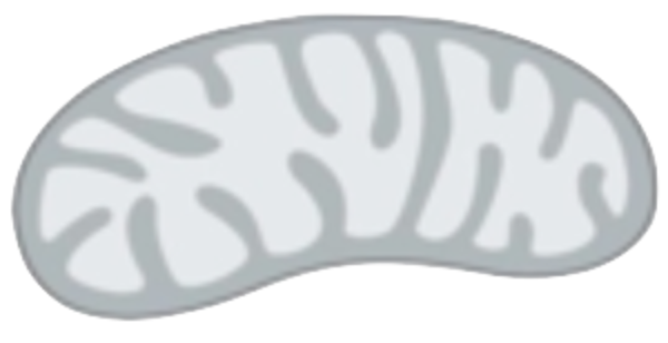 Bean Free Images 600x308 Bean Free Images