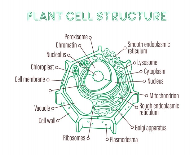 Mitochondria Vector at Vectorified.com | Collection of Mitochondria ...