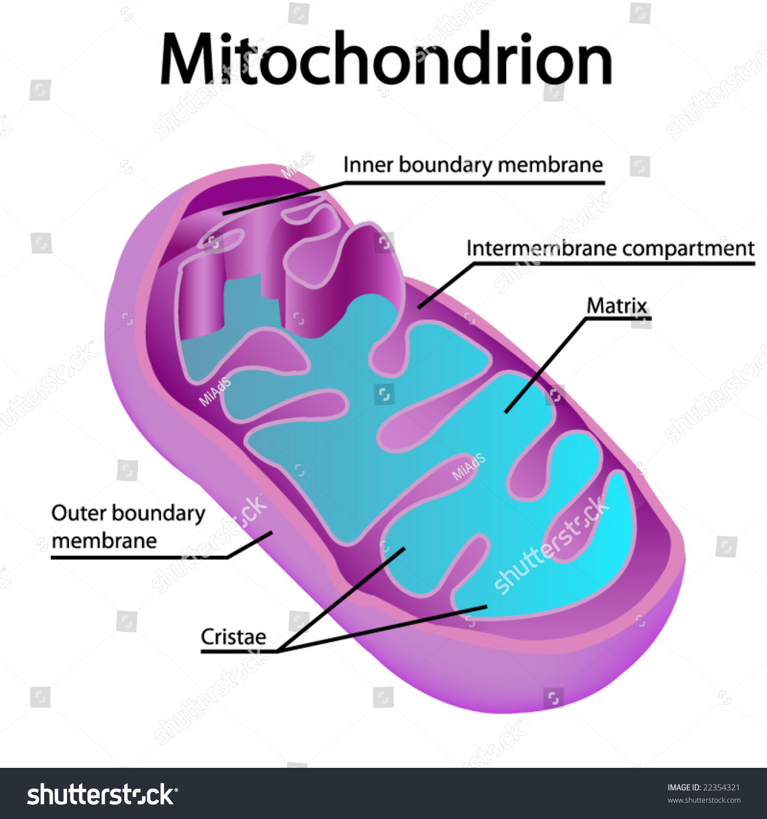 Mitochondria Clip Art Clipart Collection 1500x1600 Mitochondria Clip Art Clipart Collection