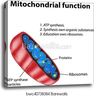 Mitochondria Structure Mitochondrial Function Vector 382x390 Mitochondria Structure Mitochondrial Function Vector