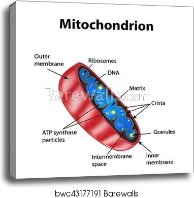 Mitochondria Structure Vector Illustration On Isolated Background 382x390 Mitochondria Structure Vector Illustration On Isolated Background
