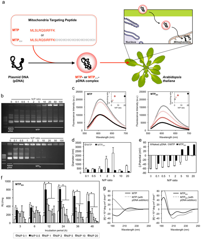 Mitochondria Targeting Peptide As Vector For Delivery Of Pdna Into 850x1010 Mitochondria Targeting Peptide As Vector For Delivery Of Pdna Into