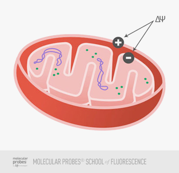 350x340 Mitochondrial Labeling Thermo Fisher Scientific