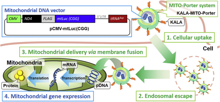 Mitochondrial Transgene Expression Via An Artificial Mitochondrial 714x332 Mitochondrial Transgene Expression Via An Artificial Mitochondrial