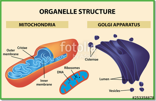 Cell Organelles Structure Mitochondria And Golgi Apparatus 500x323 Cell Organelles Structure Mitochondria And Golgi Apparatus