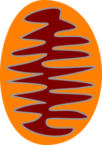 Mitochondrion Clip Art 207x296 Mitochondrion Clip Art